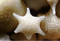 TopRq.com search results: sand under a microscope