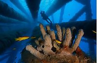 World & Travel: artificial reef