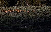 TopRq.com search results: Yellowstone National Park, Wyoming, Idaho, Montana, United States