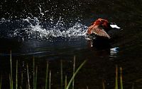 TopRq.com search results: Yellowstone National Park, Wyoming, Idaho, Montana, United States