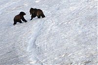 TopRq.com search results: Yellowstone National Park, Wyoming, Idaho, Montana, United States