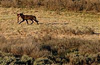 TopRq.com search results: Yellowstone National Park, Wyoming, Idaho, Montana, United States