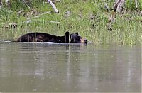 TopRq.com search results: Yellowstone National Park, Wyoming, Idaho, Montana, United States