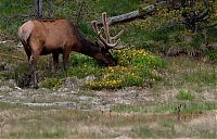 World & Travel: Yellowstone National Park, Wyoming, Idaho, Montana, United States