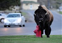 World & Travel: Yellowstone National Park, Wyoming, Idaho, Montana, United States