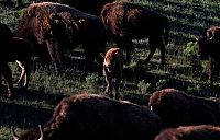 TopRq.com search results: Yellowstone National Park, Wyoming, Idaho, Montana, United States