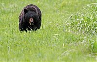 TopRq.com search results: Yellowstone National Park, Wyoming, Idaho, Montana, United States