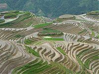 TopRq.com search results: paddy fields, rice terraces