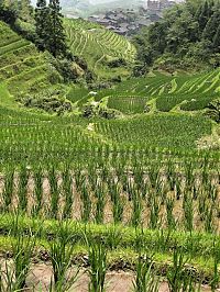 World & Travel: paddy fields, rice terraces