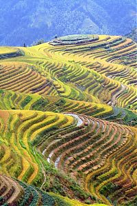 TopRq.com search results: paddy fields, rice terraces