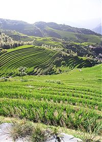 TopRq.com search results: paddy fields, rice terraces