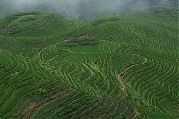 TopRq.com search results: paddy fields, rice terraces