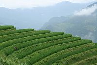 TopRq.com search results: paddy fields, rice terraces