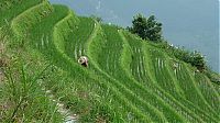 World & Travel: paddy fields, rice terraces