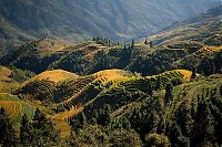 World & Travel: paddy fields, rice terraces