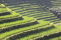 TopRq.com search results: paddy fields, rice terraces