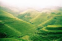 TopRq.com search results: paddy fields, rice terraces