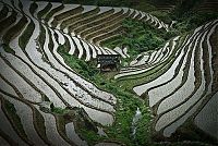 World & Travel: paddy fields, rice terraces