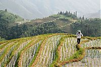 World & Travel: paddy fields, rice terraces