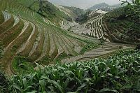 TopRq.com search results: paddy fields, rice terraces