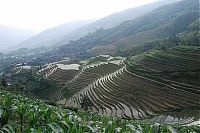 World & Travel: paddy fields, rice terraces