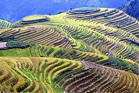 TopRq.com search results: paddy fields, rice terraces