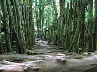 TopRq.com search results: Puzzlewood, Coleford in the Forest of Dean, Gloucestershire, England, United Kingdom