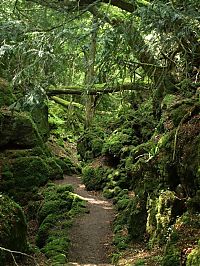 World & Travel: Puzzlewood, Coleford in the Forest of Dean, Gloucestershire, England, United Kingdom