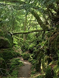 World & Travel: Puzzlewood, Coleford in the Forest of Dean, Gloucestershire, England, United Kingdom