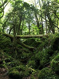 World & Travel: Puzzlewood, Coleford in the Forest of Dean, Gloucestershire, England, United Kingdom