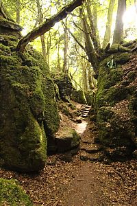 World & Travel: Puzzlewood, Coleford in the Forest of Dean, Gloucestershire, England, United Kingdom