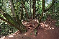 World & Travel: Puzzlewood, Coleford in the Forest of Dean, Gloucestershire, England, United Kingdom