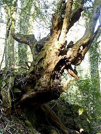 World & Travel: Puzzlewood, Coleford in the Forest of Dean, Gloucestershire, England, United Kingdom