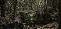 TopRq.com search results: Puzzlewood, Coleford in the Forest of Dean, Gloucestershire, England, United Kingdom