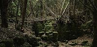 TopRq.com search results: Puzzlewood, Coleford in the Forest of Dean, Gloucestershire, England, United Kingdom