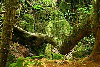 World & Travel: Puzzlewood, Coleford in the Forest of Dean, Gloucestershire, England, United Kingdom