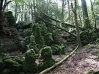 TopRq.com search results: Puzzlewood, Coleford in the Forest of Dean, Gloucestershire, England, United Kingdom