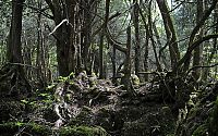 World & Travel: Puzzlewood, Coleford in the Forest of Dean, Gloucestershire, England, United Kingdom