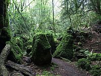 TopRq.com search results: Puzzlewood, Coleford in the Forest of Dean, Gloucestershire, England, United Kingdom