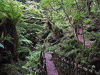 World & Travel: Puzzlewood, Coleford in the Forest of Dean, Gloucestershire, England, United Kingdom