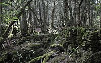 World & Travel: Puzzlewood, Coleford in the Forest of Dean, Gloucestershire, England, United Kingdom