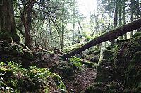 World & Travel: Puzzlewood, Coleford in the Forest of Dean, Gloucestershire, England, United Kingdom