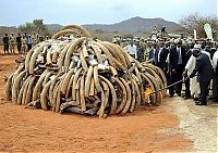 World & Travel: Ivory tusks burned, Kenya