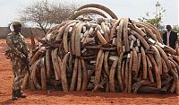 World & Travel: Ivory tusks burned, Kenya