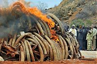 TopRq.com search results: Ivory tusks burned, Kenya