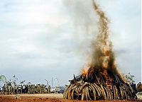 TopRq.com search results: Ivory tusks burned, Kenya