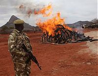 TopRq.com search results: Ivory tusks burned, Kenya