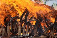 World & Travel: Ivory tusks burned, Kenya