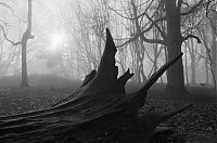 World & Travel: fog forest