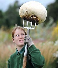 World & Travel: giant mushroom